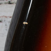 Squier - 1983-84 B-34 Bullet Bass Guitar - Sunburst - VINTAGE