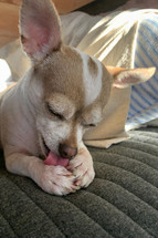 Signs of Yeast Overgrowth in Dogs + Natural Ways to Support Balance