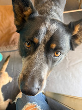 How to Help Repel Ticks Naturally: Simple Steps for Healthier Pets