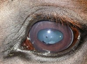 Lyme Disease in Horses – Eye Problems to Watch Out For Lyme Disease in Horses – Eye Problems to Watch Out For