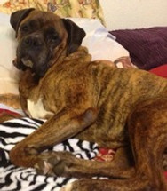 Tips on Adopting and Rescuing a Dog! What to Expect After You Bring Him Home! Don't Give Up on Him!  Tips on Adopting and Rescuing a Dog! What to Expect After You Bring Him Home! Don't Give Up on Him!