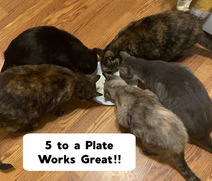 Diatomaceous Earth for Flea Control or Deworming Dogs and Cats, Puppies