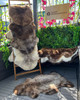 Premium Natural Black Sheepskin Rug