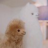 Alpaca Collectibles