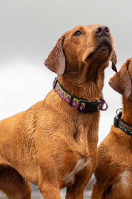 Go-Cee-Y Lantana Collar - Black/Yellow/Pink