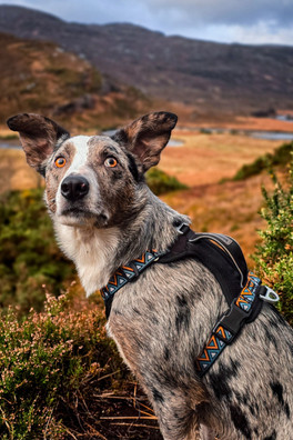 Go-B-Bold Hollyhock Harness - Black/Orange/Green