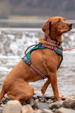 Go-Cee Lantana Lead - Black/Yellow/Pink