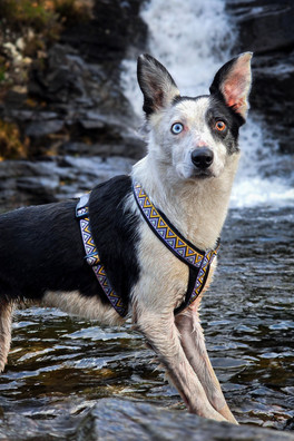 Go-Cee-Y Erysimum Harness - Black/Orange/Purple