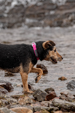 Stink-Proofed Collar - Pink