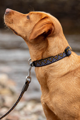 Go-Cee-Y Erysimum Collar - Black/Orange/Purple