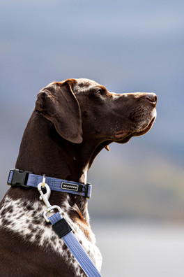 Stink-Proofed Collar - Blue