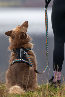 Go-Cee Hollyhock Lead - Black/Orange/Green