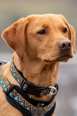 Go-Cee-Y Hollyhock Collar - Black/Orange/Green