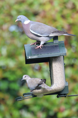 Smart WiFi Bird Feeder - Green