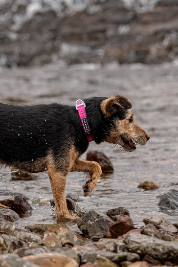 Stink-Proofed Collar - Pink