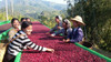Coffee of the Month - April 2026, Myanmar, Green Land Natural