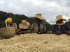 Coffee of the Month - May 2026, Ethiopia, Limu