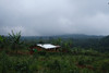 Coffee of the Month - July, Uganda, NKG Bloom Silverback Washed