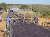 Coffee of the Month - July, Uganda, NKG Bloom Silverback Washed