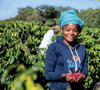 Coffee of the Month - August 2026, Zambia Lupili