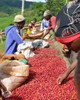 Coffee of the Month - August 2026, Zambia Lupili
