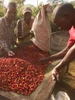 Coffee of the Month - September 2026 Burundi, Kibingo Washed