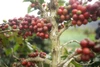 Coffee of the Month - October 2026 Sumatra, Sesongot Gayo Natural 