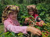 What is the best Indonesian region for coffee?