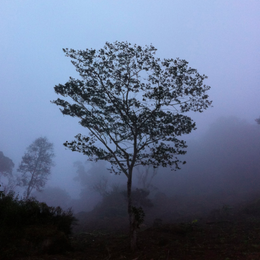 Nicaragua, Fincas Mierisch, San Jose - Coffee of the Month September 2020