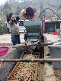 Coffee of the Month - February 2024 - Mexico NKG Bloom, Los Altos