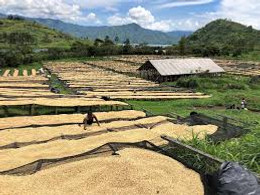 Coffee of the Month - July 2024 - Congo, Kivu Coffee of the Month - July 2024 - Congo, Kivu