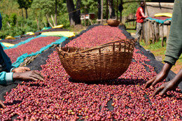 Coffee of the Month - November 2025, Ethiopia Kochere