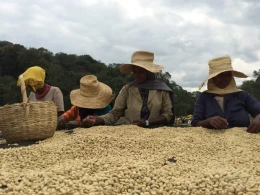 Coffee of the Month - May 2026, Ethiopia, Limu