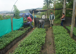 Coffee of the Month - June 2026, Peru El Oso