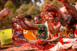 Coffee of the Month - July, Uganda, NKG Bloom Silverback Washed