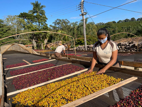 Coffee of the Month - September 25. Brazil Fazenda Aracacu Coffee of the Month - September 25. Brazil Fazenda Aracacu