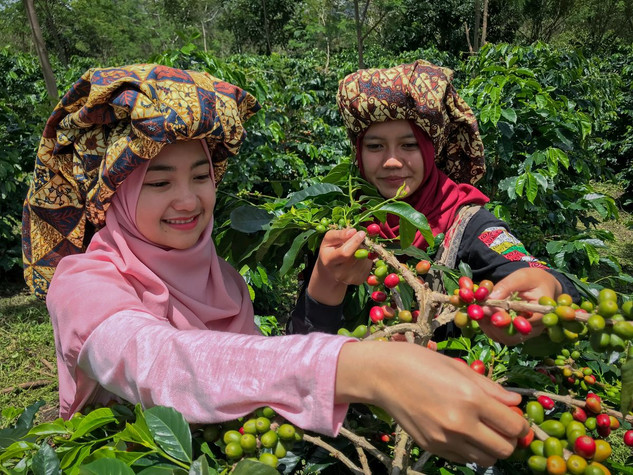 What is the best Indonesian region for coffee?