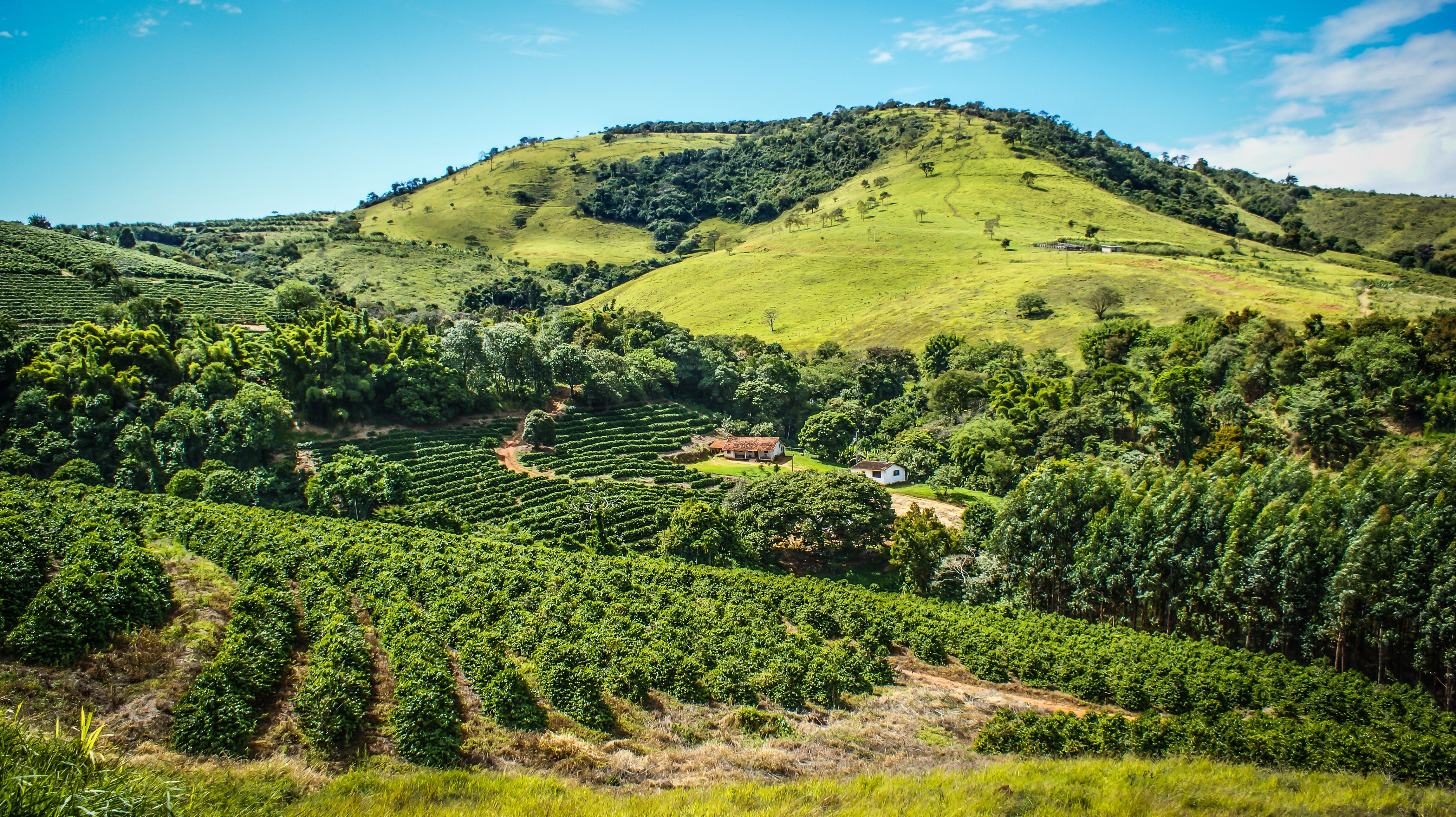 The best Brazilian coffee beans to buy