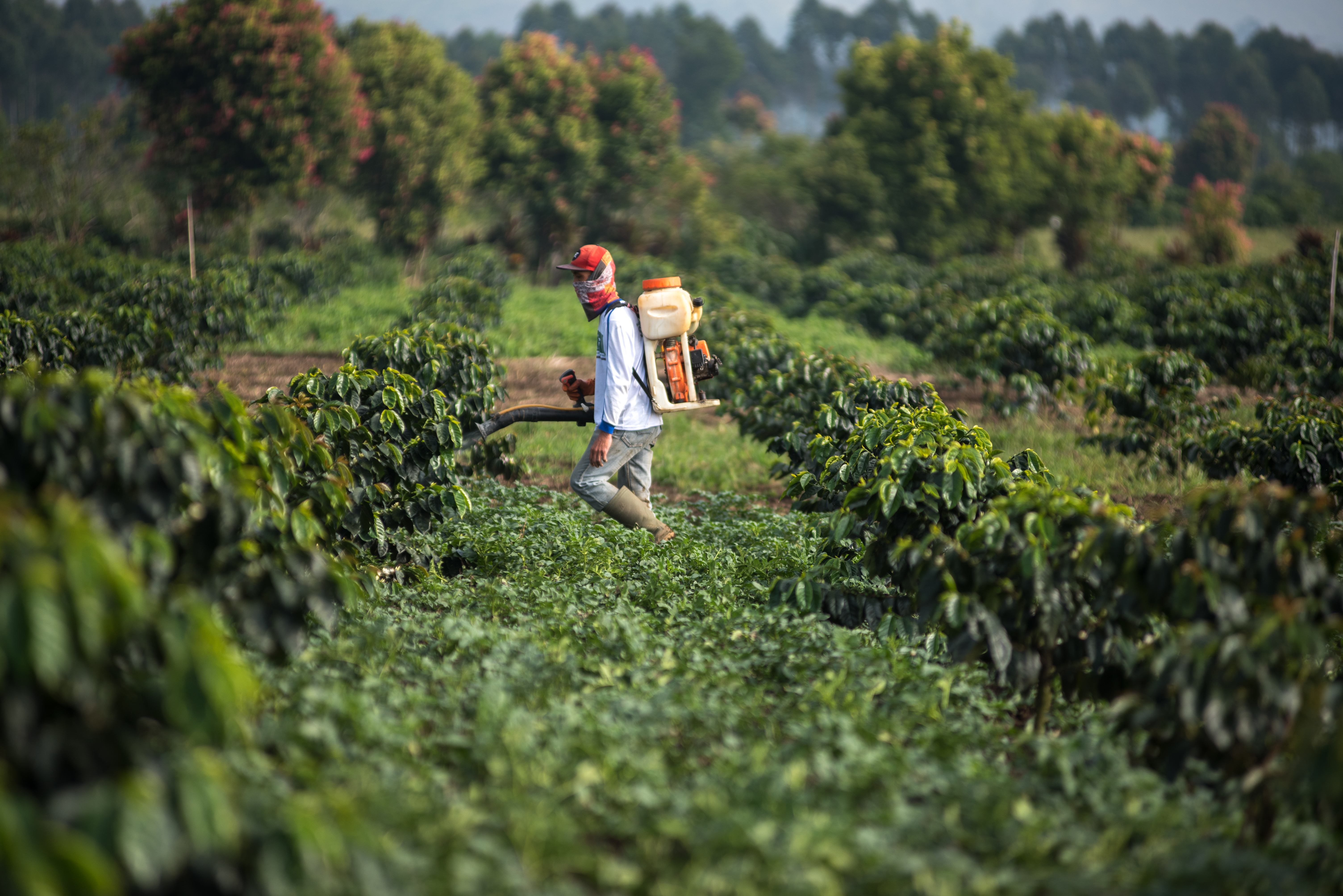 What makes Sumatra coffee so special? What makes Sumatra coffee so special?