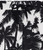 Palm Trees Printed Swim Short - Black - MIAMI