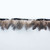 Pheasant feather fringe -1112