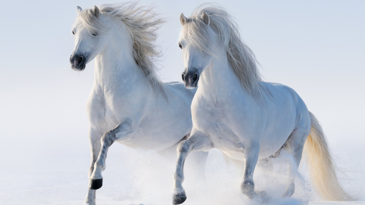 White Horses in Snow