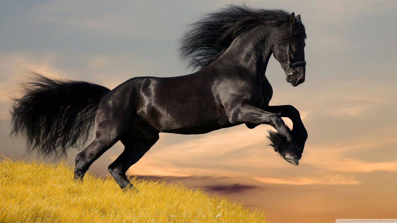 Black Stallion