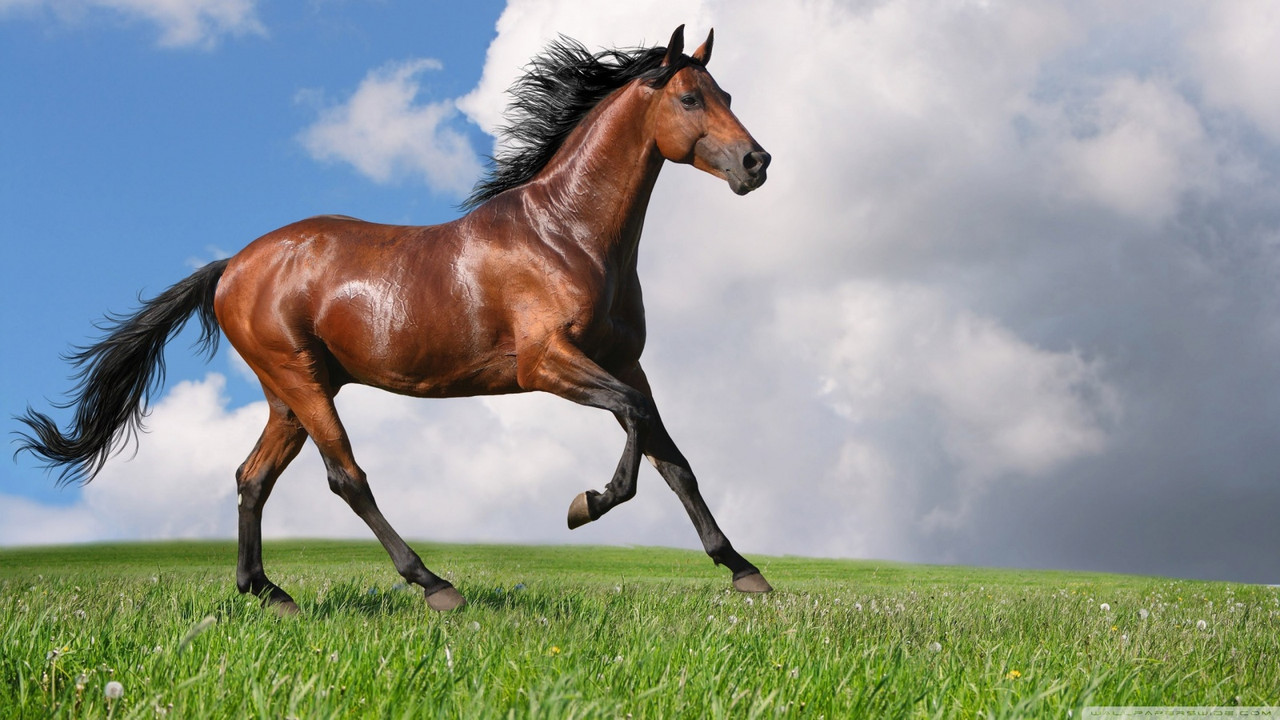 Horse Running in Pasture