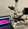 Nikon Optiphot 2 Fluorescence Phase Contrast Microscope 5MP Cam And Laptop