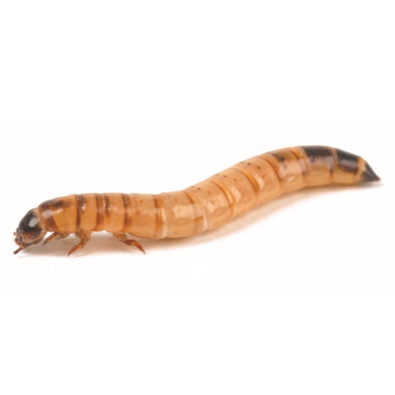 Reptile Live Food Locusts, Crickets, Mealworms, Morio Worms, Wax