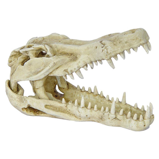 Crocodile Skull 24x12x16cm