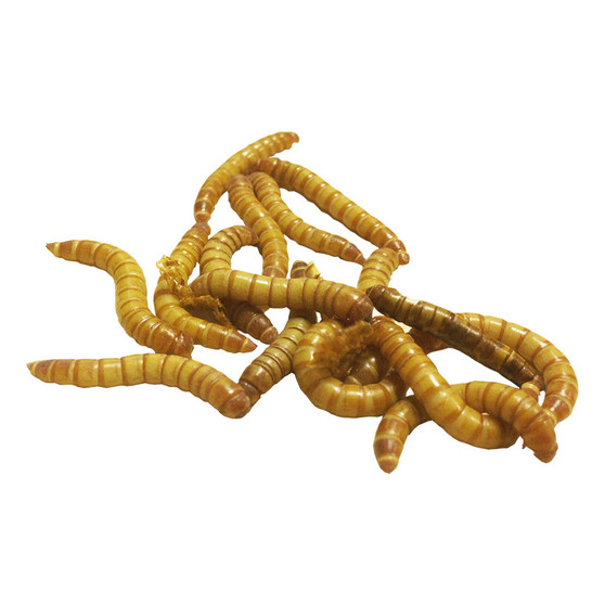 Standard Mealworms 500g Bulk Bag