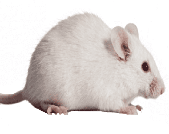 Frozen Mice Small 10-15g