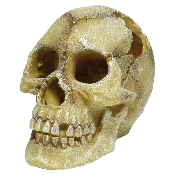 RepStyle Skull Human 12 x 18 x 13cm FP62082
